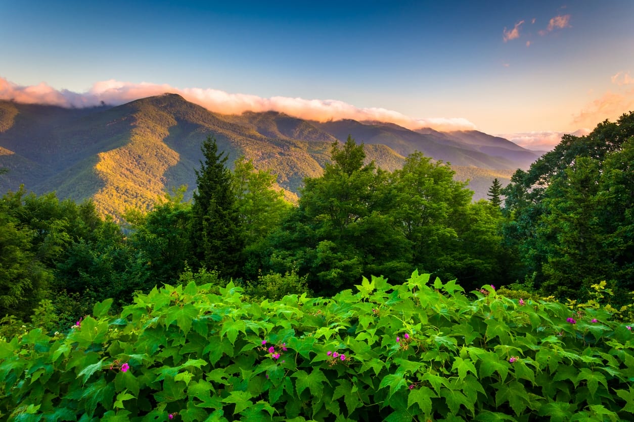 Flowers and view of the Blue RIdge at sunrise, seen from Mt Mitchell Overlook on the Blue Ridge Parkway in North Carolina